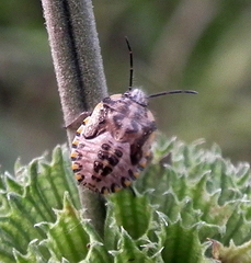 Agonoscelis versicoloratus