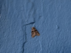 Bryophila domestica