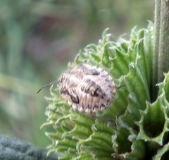 Agonoscelis versicoloratus