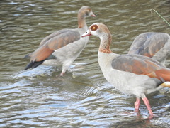 Alopochen aegyptiaca