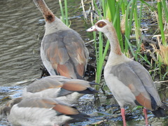 Alopochen aegyptiaca