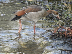 Alopochen aegyptiaca