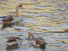 Alopochen aegyptiaca