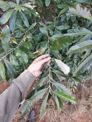 Brachylaena rotundata