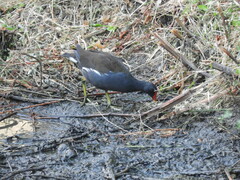 Gallinula chloropus chloropus