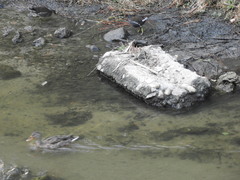 Gallinula chloropus chloropus