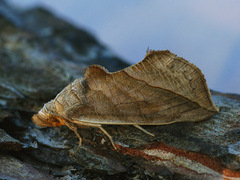 Calyptra thalictri