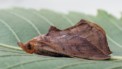 Calyptra thalictri