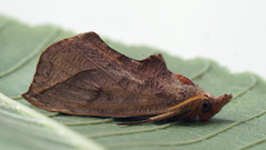 Calyptra thalictri