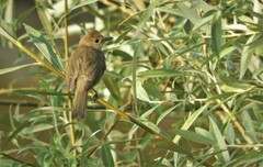 Sylvia atricapilla atricapilla