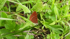 Lycaena pang