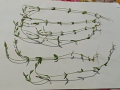 Centaurium pulchellum meyeri