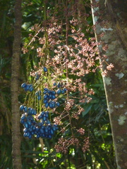 Cerbera floribunda