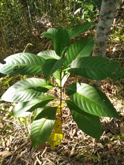 Pavetta australiensis