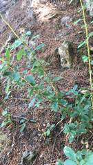 Berberis glaucocarpa