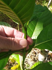 Pavetta australiensis