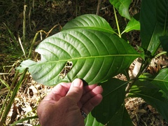 Pavetta australiensis