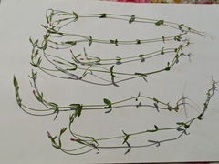 Centaurium pulchellum meyeri