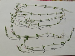 Centaurium pulchellum meyeri