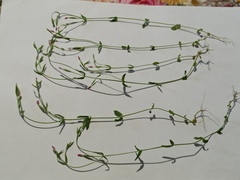 Centaurium pulchellum meyeri