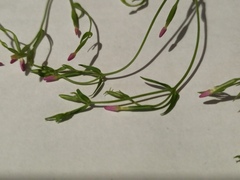 Centaurium pulchellum meyeri