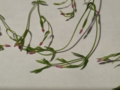 Centaurium pulchellum meyeri