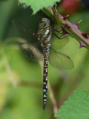Aeshna mixta