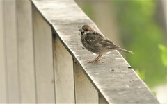Passer montanus montanus
