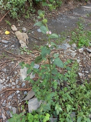 Galeopsis ladanum