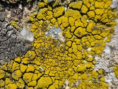 Candelariella coralliza