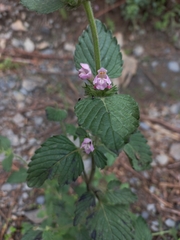 Galeopsis ladanum