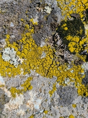 Candelariella coralliza
