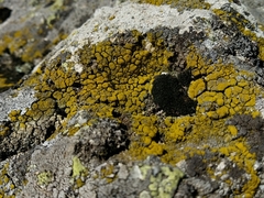 Candelariella coralliza