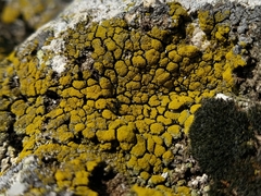Candelariella coralliza