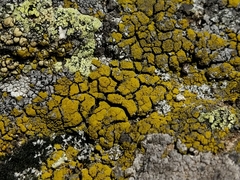 Candelariella coralliza
