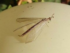 Macronemurus