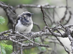 Phoenicurus coeruleocephala