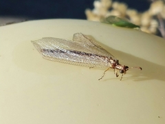 Macronemurus