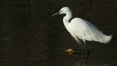 Egretta garzetta garzetta