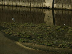 Egretta garzetta garzetta