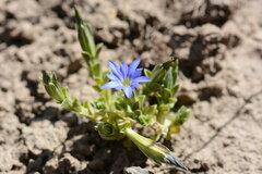 Gentiana karelinii