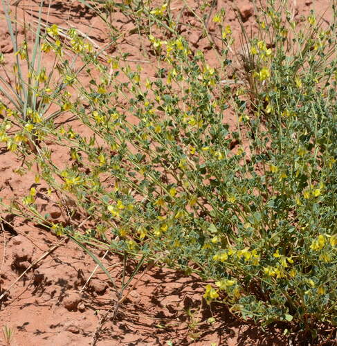 Trigonella aristata