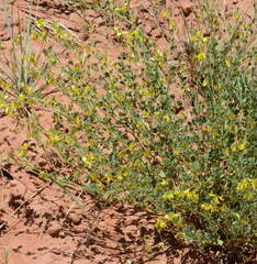 Trigonella aristata