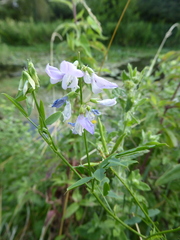 Galega officinalis