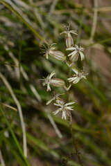 Silene graminifolia