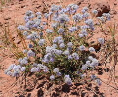 Ziziphora clinopodioides