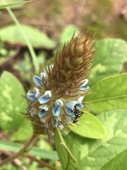 Uraria lagopus lagopus