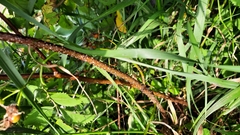 Diplolepis nodulosa