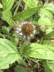 Uraria lagopus lagopus