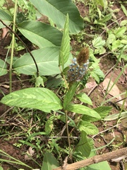 Uraria lagopus lagopus